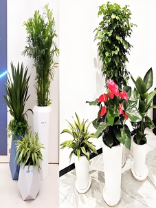 宁波盆景出租，价格超实惠，装点空间超划算！